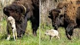 印地安傳說女神再臨 美國黃石公園罕見「白野牛」誕生