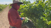 Cal/OSHA hosts heat prevention training for farmers in Fresno County