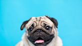 Dog Mom's Compilation of the Funny Sounds Her Pug Makes Is Too Cute to Miss