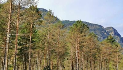 Catalunya detecta una nueva enfermedad que acecha a sus bosques: el hongo de la banda marrón