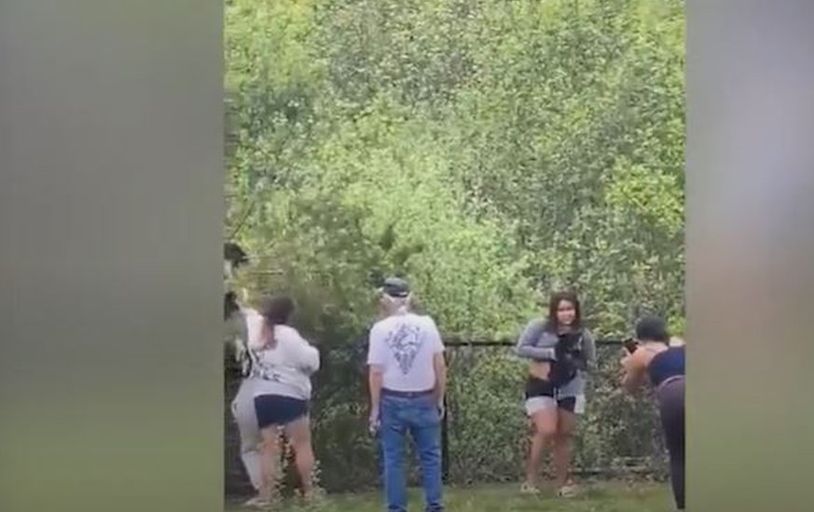 Video captures people pulling black bear cubs from trees for photos