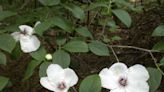 Wild shrub found in swampy forests has a pedigree name | Mystery Plant