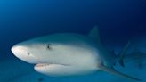 Did sharks leave Florida waters during Ian? Experts discuss hurricanes' impact on wildlife