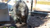 Amarillo Zoo mourns loss of Quill Smith; porcupine to be honored with unique plant