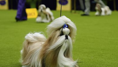 Westminster dog show is a study in canine contrasts as top prize awaits - WTOP News