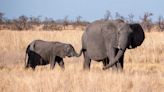 Elephants Give Each Other Unique Names. It Gets Weirder