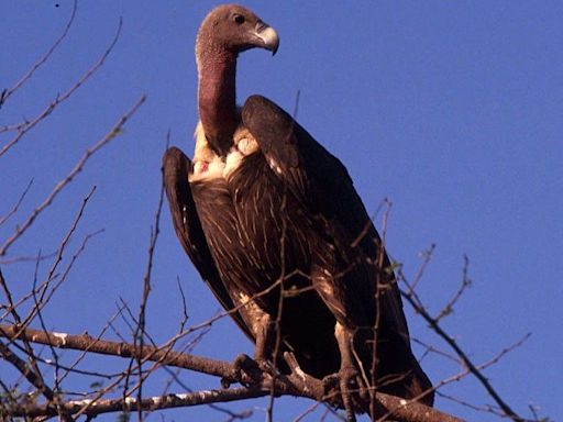 How decline of Indian vultures led to 500,000 human deaths