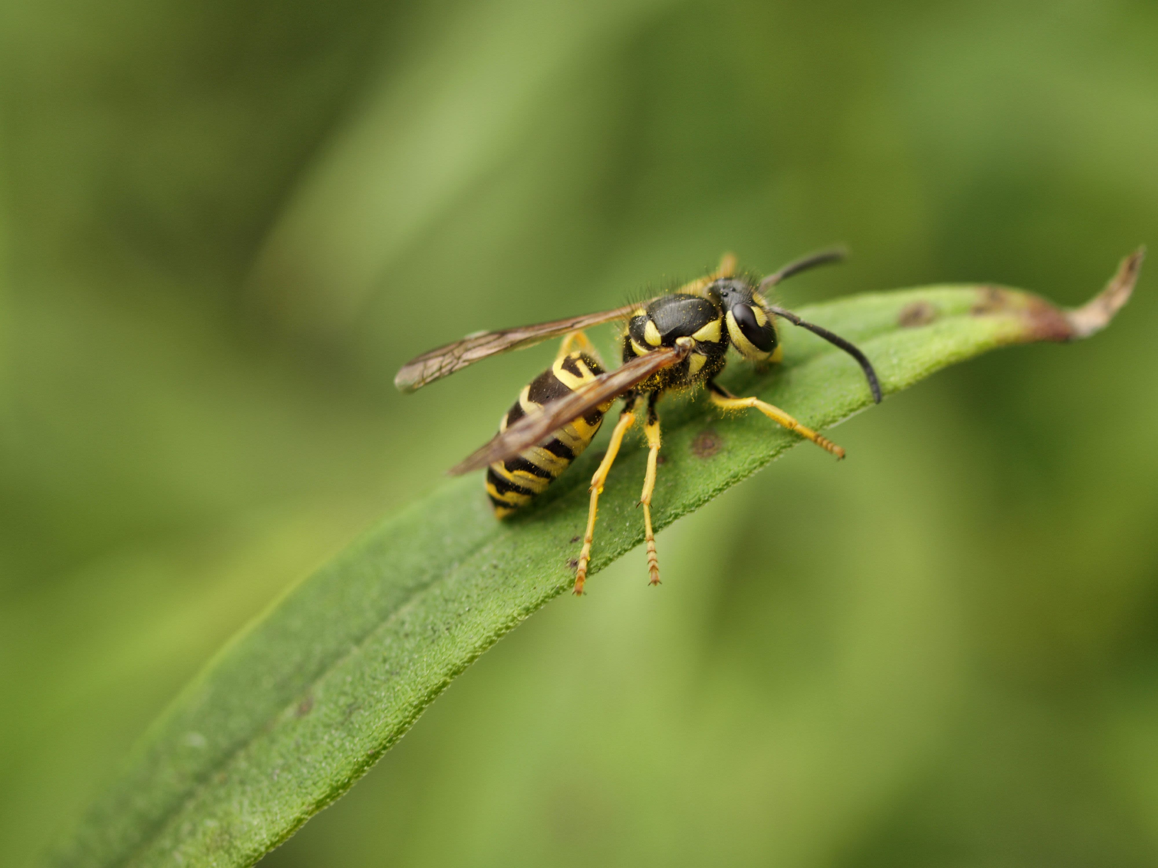 How to Get Rid of Yellow Jackets in Your Yard Without Chemicals