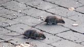 Is a ‘rat czar’ needed in Boston? One city councilor certainly thinks so