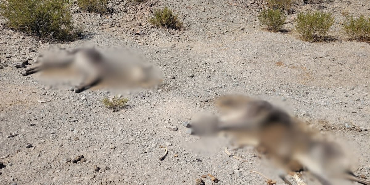 11 burros found dead at Death Valley National Park from suspected harmful algae at a spring