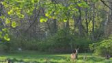 Deer sighting survey, hunting license application period opens Thursday, Aug. 1