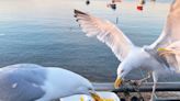 Why seagulls steal your food at the beach revealed