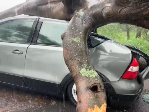 豪雨釀台南路樹倒塌 壓倒2輛小客車幸無人傷亡