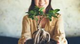 11 Types of Bonsai Trees That Are Best for Beginners