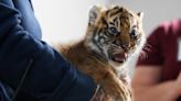 Cute alert: Watch three Sumatran tiger cubs get a check-up at the Nashville Zoo