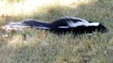 A Carson County skunk is Texas' first mammal positive for avian flu