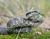 Gray ratsnake