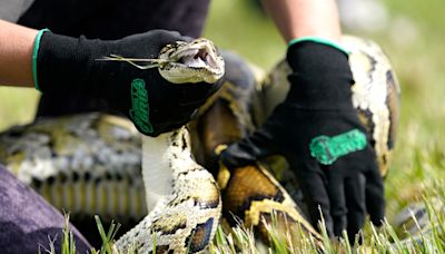 Grand prize winner removed 20 Burmese pythons from the wild in Florida challenge