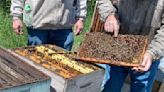 Beekeeping "Hive Dive" event in Stockholm May 25