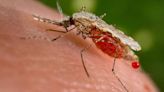 WHO calls for equitable health access to prevention, diagnosis, treatment for malaria - ET HealthWorld