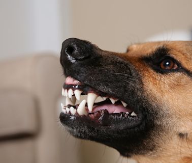 Smiling German Shepherd Auditions for ‘Jaws’ Movie and Totally Nails It