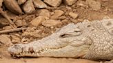 ¿Cuántas especies de cocodrilos y caimanes habitan en Ecuador?, unos miden hasta 7 metros