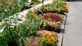 Turning a strip of no-man's land into garden, curb appeal