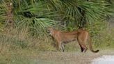How experts are trying to save the Florida panther
