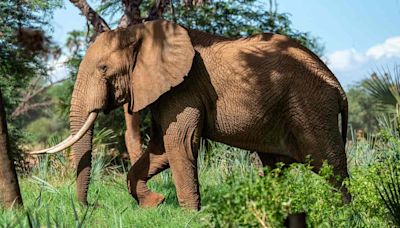 Elephant panics during Telugu film shoot in Kerala, found in forest after 12-hour search