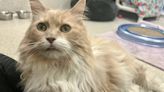 A dog, 2 cats featured pets of the week ready for adoption in Lane County