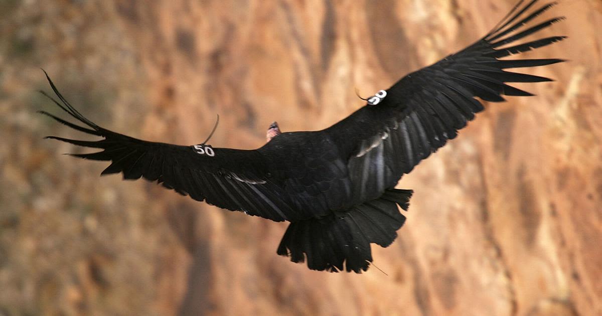 One of the last California condors in Zion National Park dies from lead poisoning