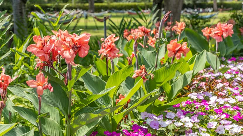 Dallas Arboretum pro shares tips to save your yard from scorching temps and heavy storms