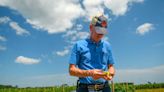 St. Helena Island supplies East Coast with tomatoes. ‘The Lord has been good to us’