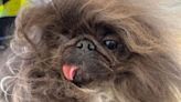 Winner of 'World's Ugliest Dog' contest announced