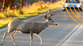 These deer whistles for your car (which ring in at under $3 a pop) help prevent run-ins on the road