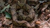 6 venomous snakes in SC, Greenville: What to know about rattlesnakes, copperheads, more