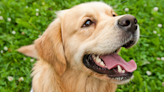 Golden Retriever’s Happy Dance After Finding Hidden Dental Chew Is the Best