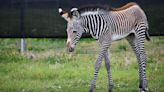 Meet Roxie, the first-ever animal born at the Saint Louis Zoo's WildCare Park