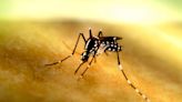 Fact Finders: Can you be fined for a mosquito breeding area on your property?