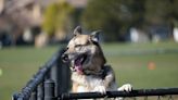 Rescue Shepherd's 'Scary' First Trip to Dog Park Is So Heartwarming