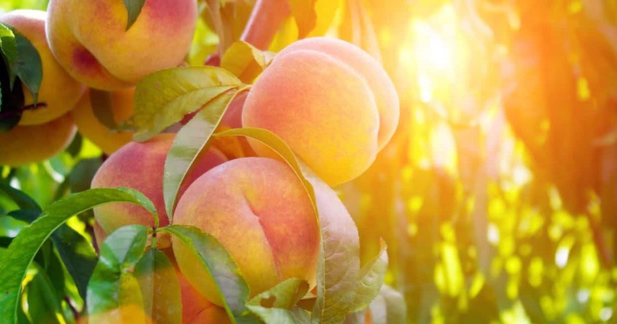 Pop culture peaches, from Bellinis to Bieber