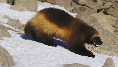 Wolverines are coming to Colorado. How soon and where?