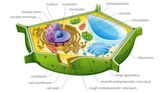 The Real Difference Between Plant and Animal Cells