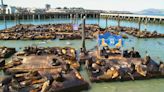 Record number of sea lions swarm San Francisco's Pier 39; largest gathering in years, officials say