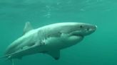 Fisherman man pleads ignorance after killing great white shark