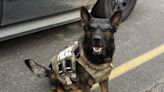 Michigan police dog suffers health complications, laid to rest after 10-year career