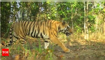 Chhattisgarh and Three States Unite to Form Anti-Poaching Group for Tiger Protection | Raipur News - Times of India