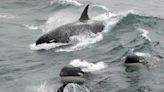 Relacionan los ataques de orcas a barcos en el Estrecho con la merma de las poblaciones de atún