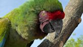 Free birds: Parrots make escape from Roger Williams Park Zoo ... again