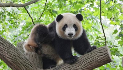 Finland zoo spent over $8 million to bring giant pandas from China. Now it's returning them